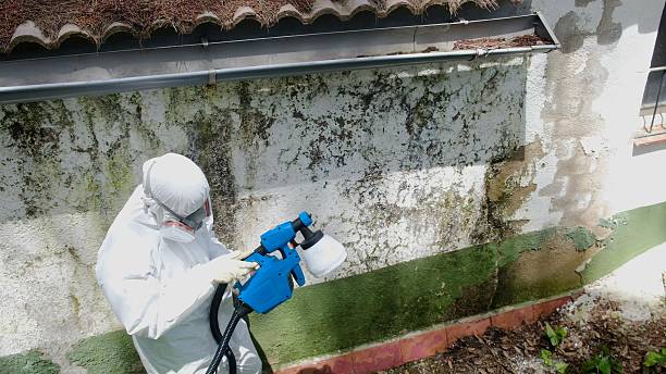 Top rated local Mold Remediation specialists in Great Falls, VA